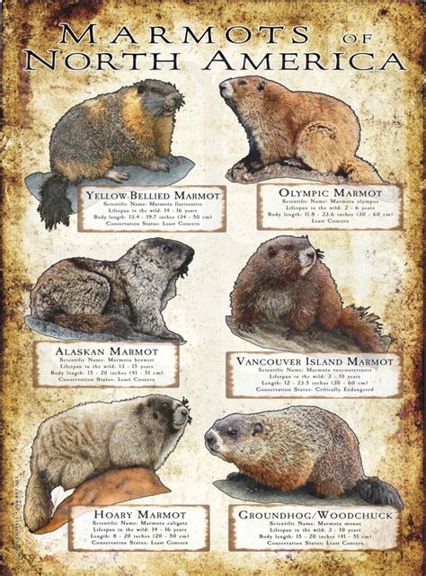 list of marmots.